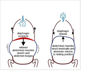 This illustration shows how breathing works